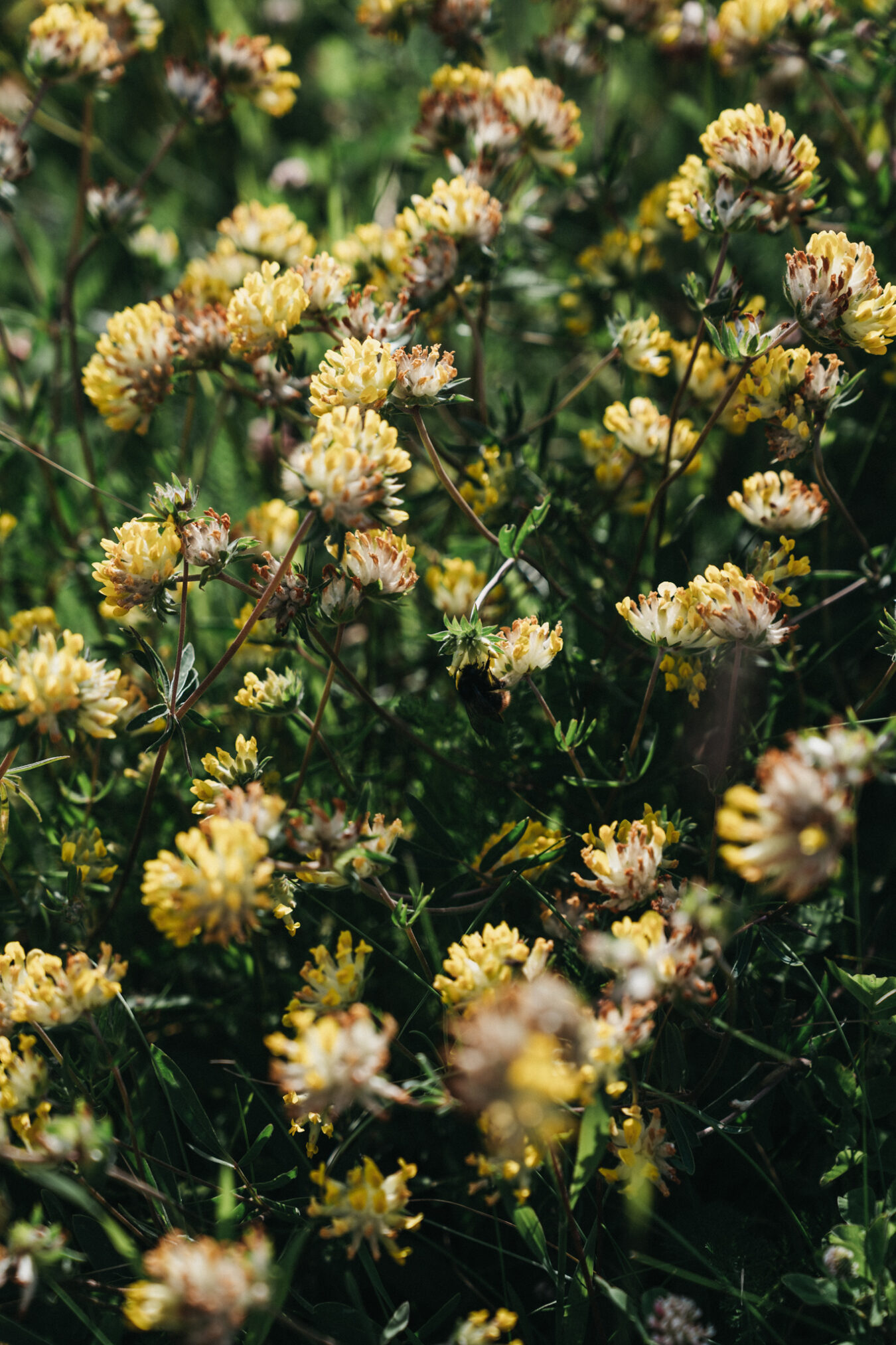 Blumenwiese