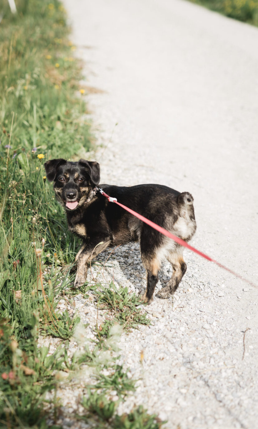 Urlaub mit Hund im Alpina Alpendorf