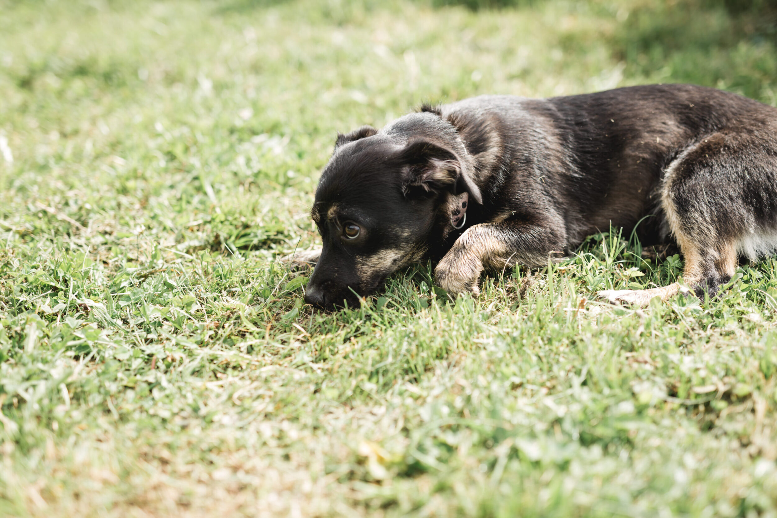Urlaub mit Hund im Alpina Alpendorf